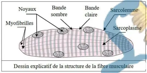 Rôle du muscle squelettique strié dans la conversion de l’énergie